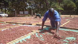 Takto kakaové boby v Kokoa Kamili suší na slunci
