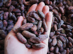 Ekvádorské kakaové boby pro čokoládu na vaření